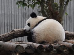 -卧龙中华大熊猫苑神树坪基地