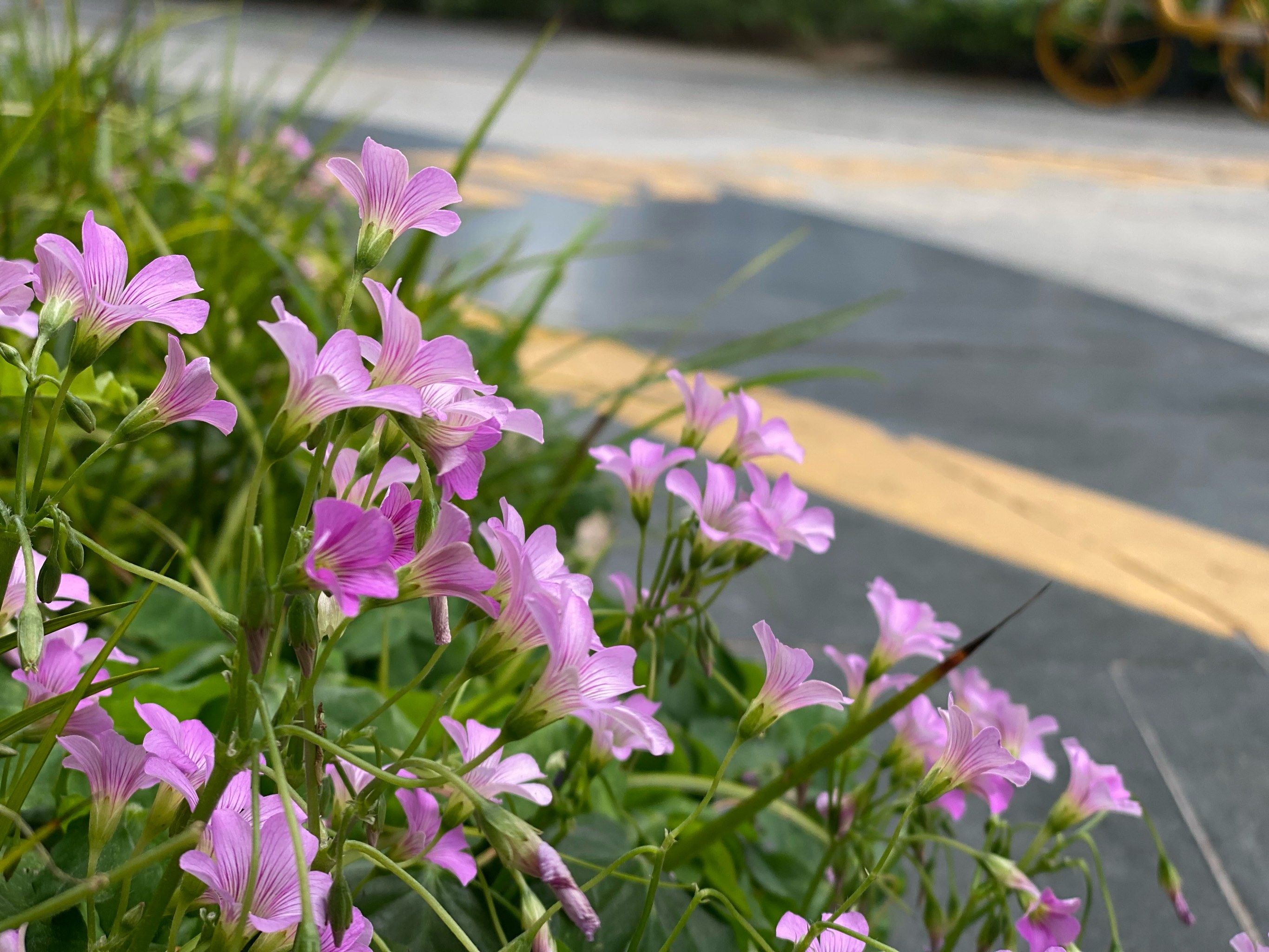 春天的小花花