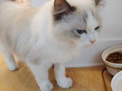 -猫咪派对(江南西店)