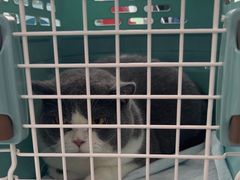 -纳吉亚猫专科动物医院·北北分院