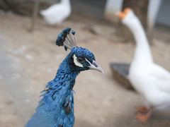 -苏州太湖西山岛开心农场