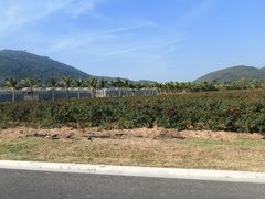 -亚龙湾国际玫瑰谷