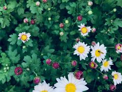 -黑龙江省森林植物园