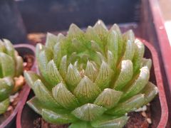 -中环花鸟鱼虫市场