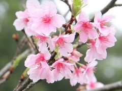 -大埔公路-马料水段香港中文大学(公交站)