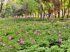 -洛阳市隋唐城遗址植物园