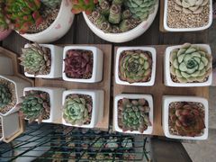 -金陵花卉交易市场