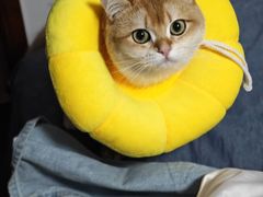-中农国际动物医院24小时·猫科·骨科·急重症中心