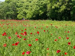 -上海共青森林公园