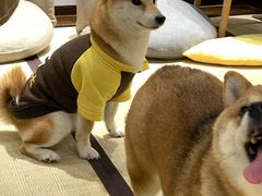 -逗柴咖啡屋·狗咖猫咖宠物桌游