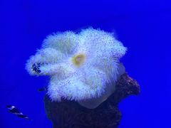 -海合安武汉极地海洋公园