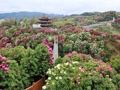 -贵州百里杜鹃风景名胜区