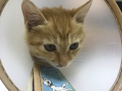 -惠康宠物医院(华能路店)