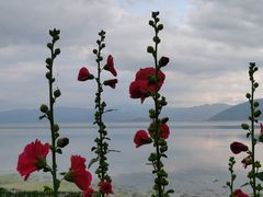 -洱海月湿地公园