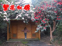 -贵州百里杜鹃风景名胜区