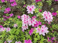 -梧桐山风景名胜区