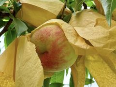 -老袁家蜜桃农场·阳山水蜜桃