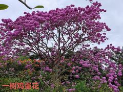 -中国科学院西双版纳热带植物园