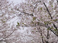 -顾村公园