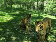 -北京野生动物园