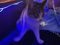 -迦南D BAR