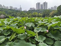 -龙头寺公园