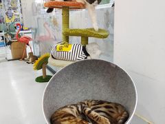 -糯米喵星人·撸猫猫舍咖啡馆(西市场嘉华店)