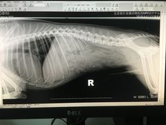 -北京派仕佳德动物医院·超导核磁·CT·神经科·骨科·内外科·急重症管理中心