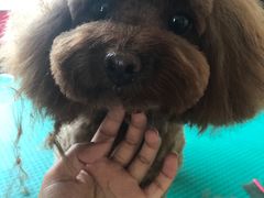 -优缇多格专业宠物美容师培训学校