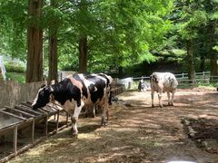 -神户市立六甲山牧场