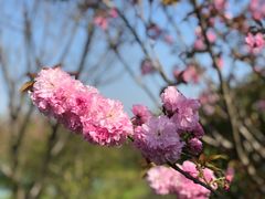 -花开海上生态园
