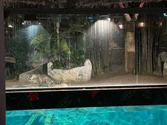 -清迈夜间动物园