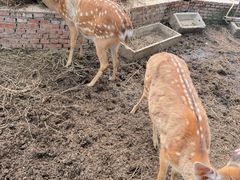 -丽泽山庄·生态怀柔菜·虹鳟鱼(红螺寺店)