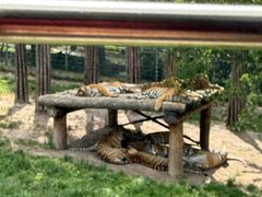 -横道河子东北虎林园