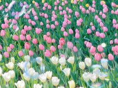 -长春公园(普阳街道)