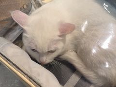 -宠颐生斯嘉宠物医院·急重症·心内科(谷阳北路分院)