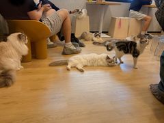 -有喵·猫咖·狗咖·30几只猫10只小狗(岗厦店)