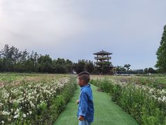 -杭州湾海上花田景区