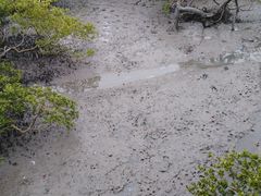 -北海金海湾红树林生态旅游区