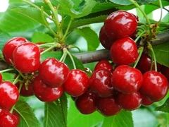 -意大利农场度假村