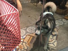 -more than meow吴止猫主题餐厅(承德 中船汇店)