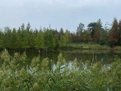 -白鹭湾湿地公园