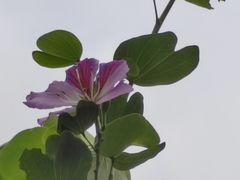 -海珠湖公园