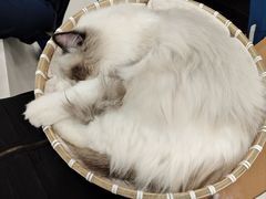 -共舞时光猫咖·狗咖(新街口店)