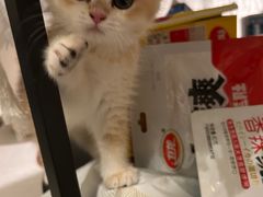 -lincat·猫舍(广州店)