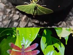 -中国科学院西双版纳热带植物园