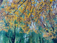 -元大都城垣遗址公园