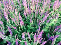 iphone_upload_pic-赛汗塔拉风情园