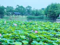 -苏州上方山国家森林公园