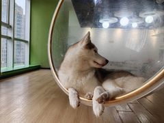 -Husky Go! 哈士奇体验馆·宠物咖啡厅狗咖